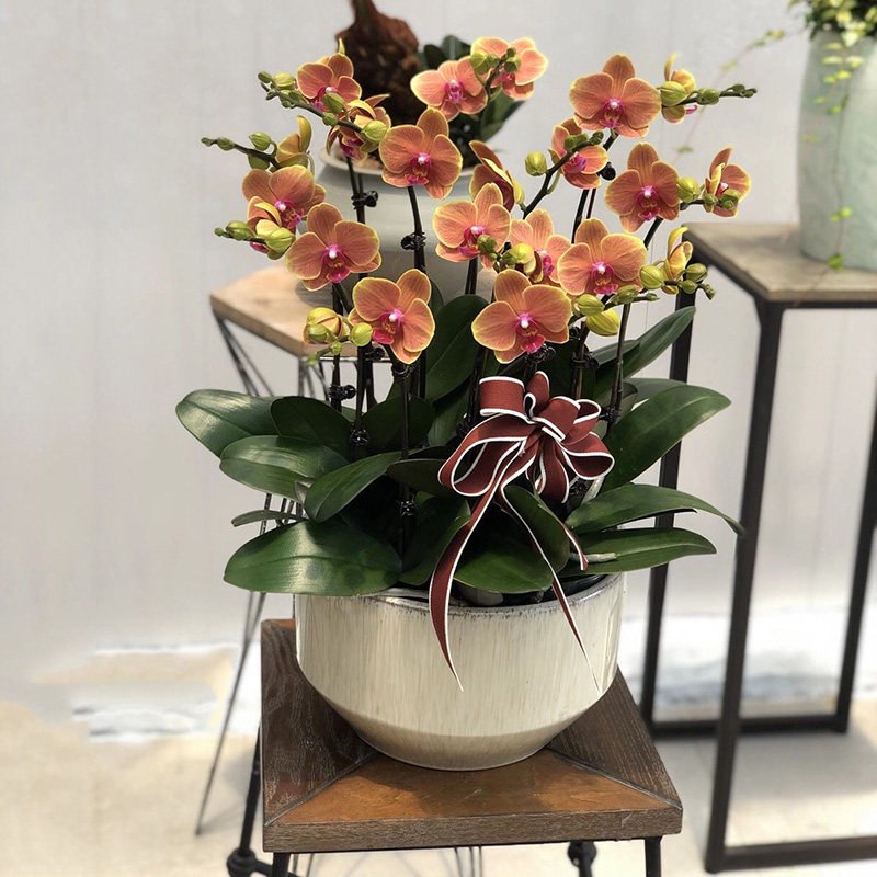 蝴蝶兰盆栽北京上海广州南京杭州深圳乔迁鲜花同城速递商务花卉店