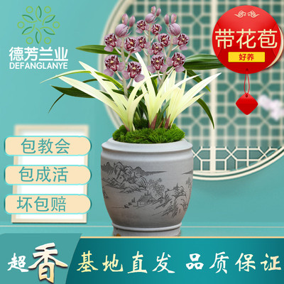 精品名贵兰花四季建兰凤舞九天室内阳台庭院好养浓香花卉绿植盆栽
