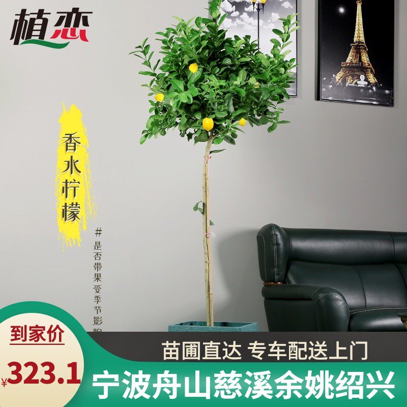 香水柠檬树盆栽花卉绿植大型室内外庭院高杆植物 宁波同城配送