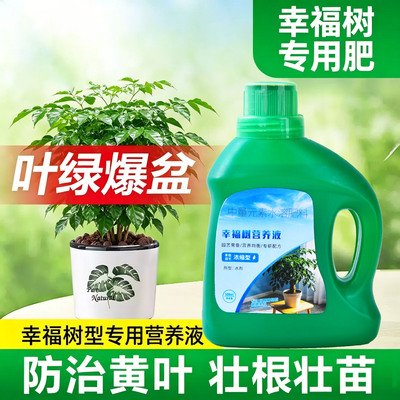 幸福树专用营养液防黄叶促绿叶
