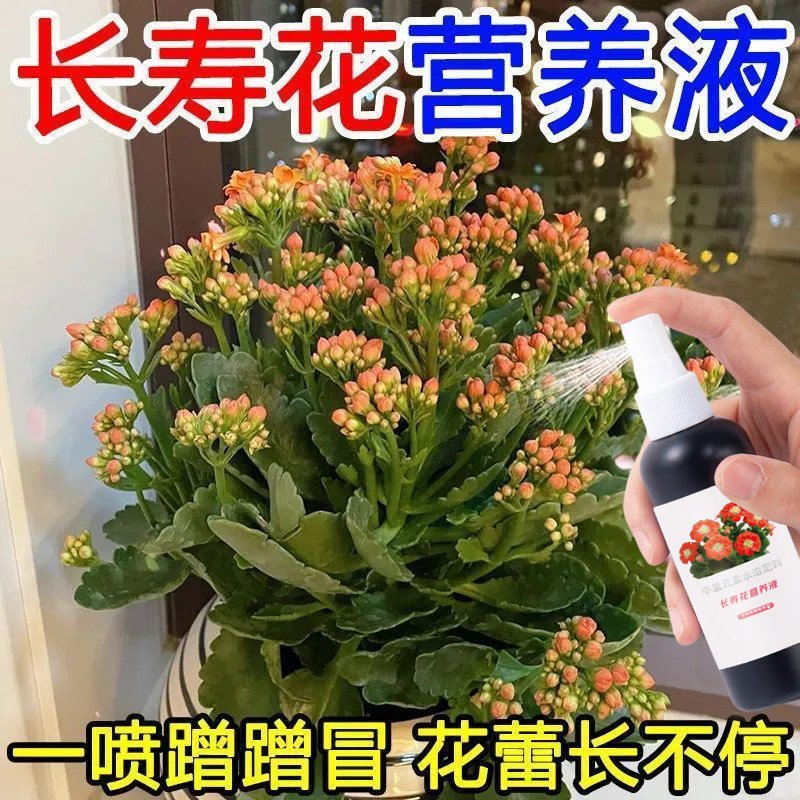 【花苞不断】长寿花专用肥促开花治黄叶增花蕾延花期免稀释营养液