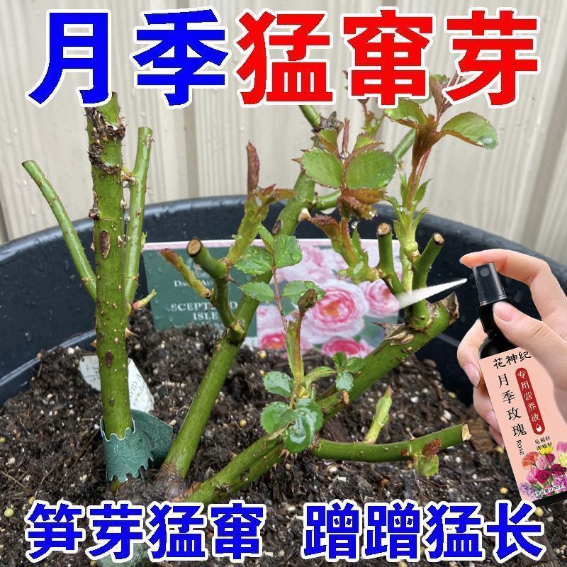 花神纪月季营养液防黄叶花