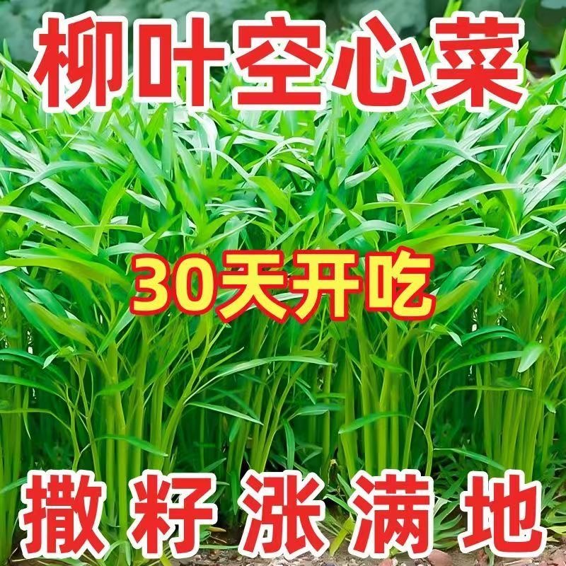 柳叶空心菜种籽四季播阳台农家田园春夏季尖叶空心菜高产蔬菜种子