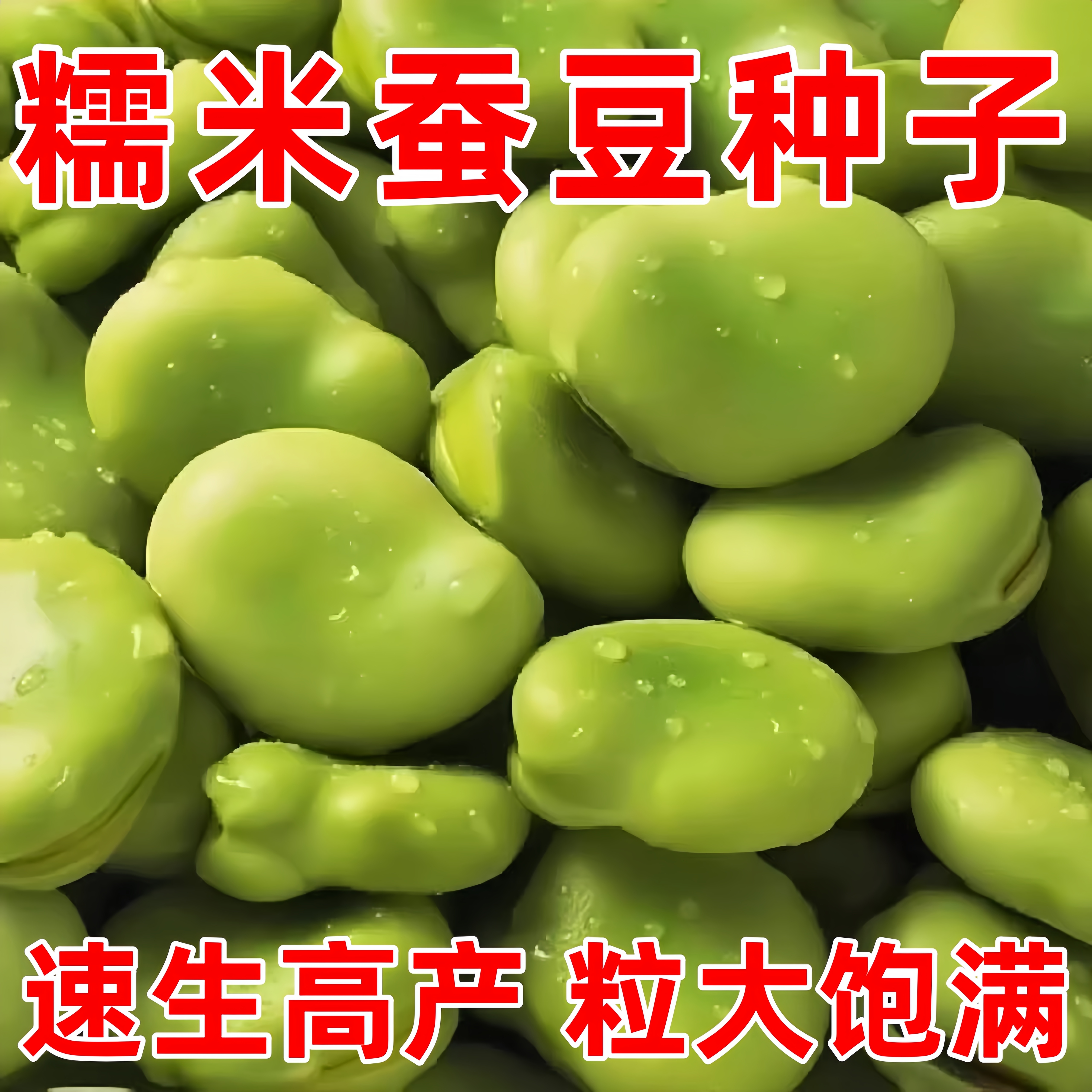 绿宝蚕豆种子秋冬季特大蚕豆种籽高产蚕豆种子罗汉豆种籽早熟耐寒