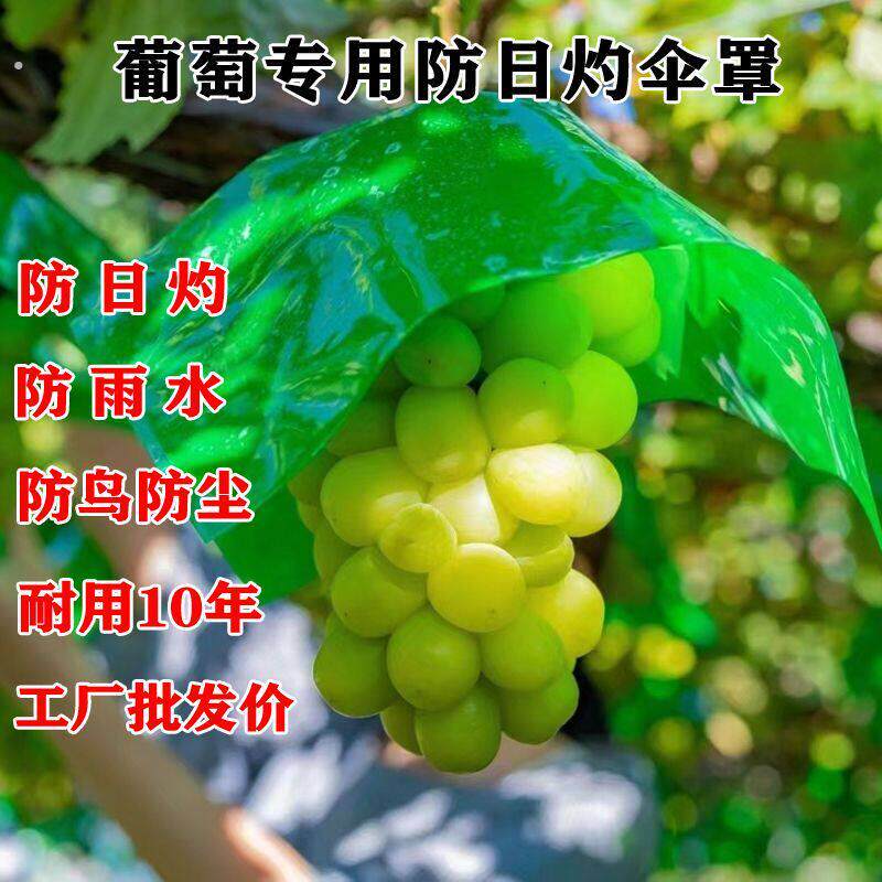 套葡萄的袋子葡萄防日灼伞阳光玫瑰防水伞妮娜皇后防晒伞防鸟伞克