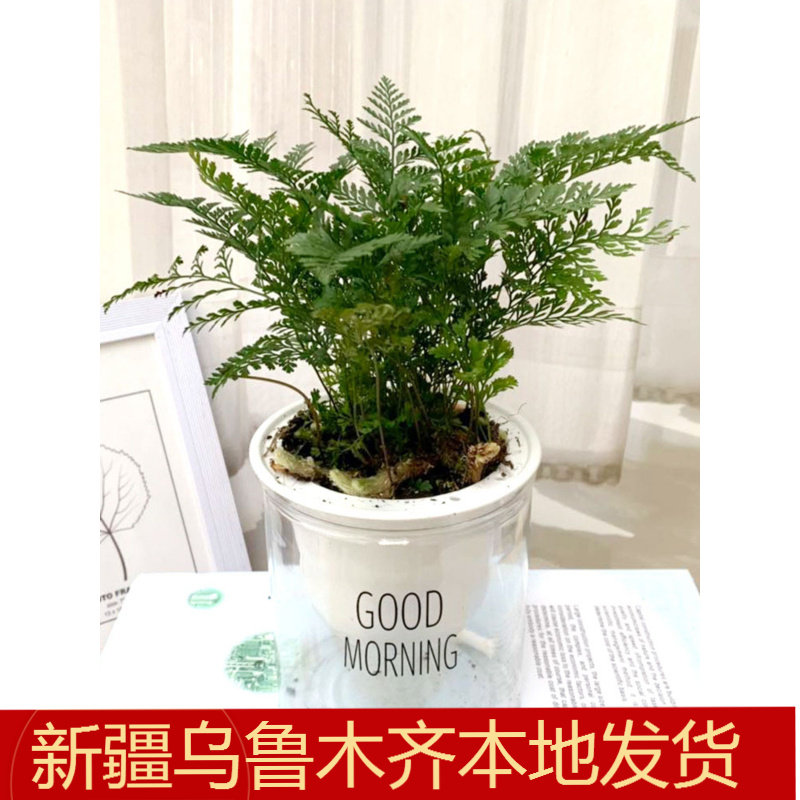 小狼尾蕨盆栽兔脚蕨银线蕨水陆鱼缸造景绿植墙微景观雨林缸耐阴寒