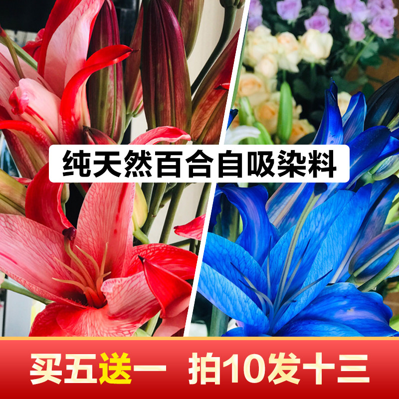 鲜花百合吸染染色剂 满天星康乃馨郁金香 七彩彩虹玫瑰染