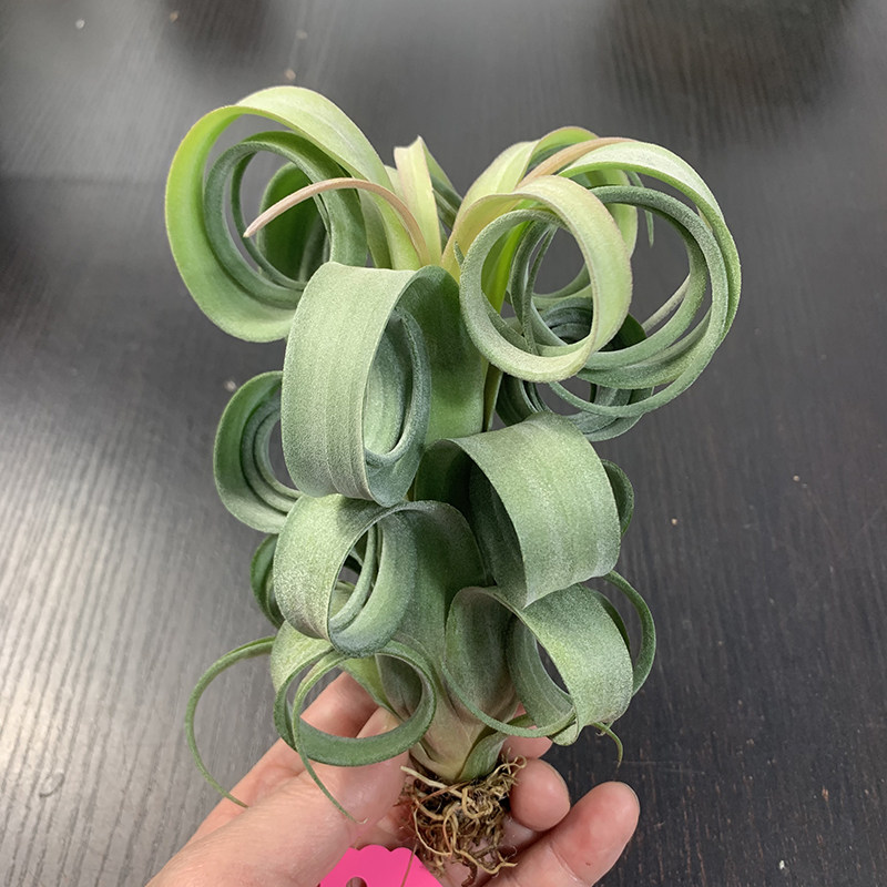 一物一拍   巨霸花卷花中花杂电卷 空气凤梨数量有限拍完补