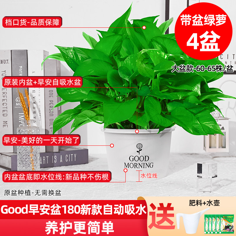 绿萝吸除甲醛叶绿箩盆栽室内绿植净化空气植物新房好养易活