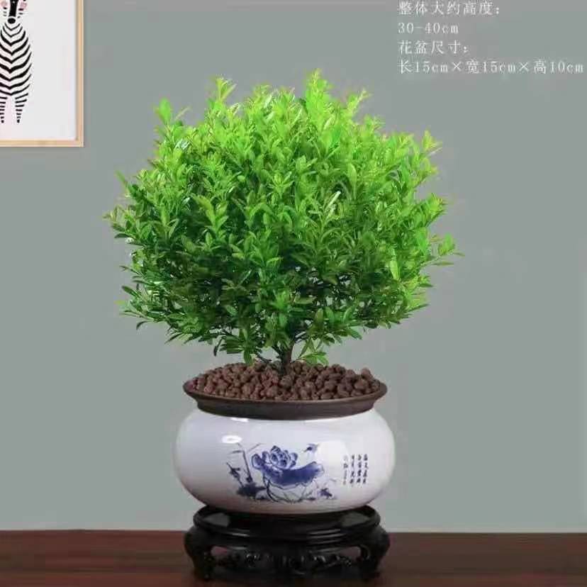 叶赤楠盆景树桩绿植好养植物室内树苗室易活盆栽