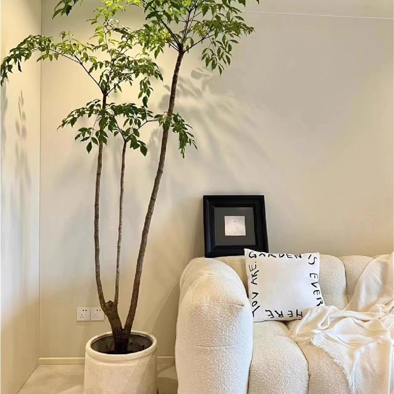 幌伞枫原生桩幸福树室内绿植室盆栽吸甲醛好养植物