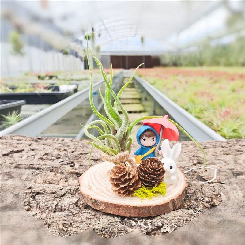 空气凤梨 打雨伞的女孩(美杜莎植物)组合土培培