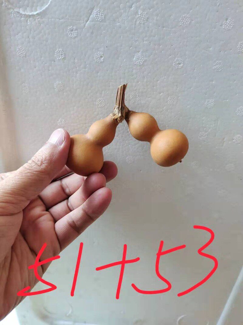 手把文玩天然连藤连蔓连枝葫芦工艺品一物一图