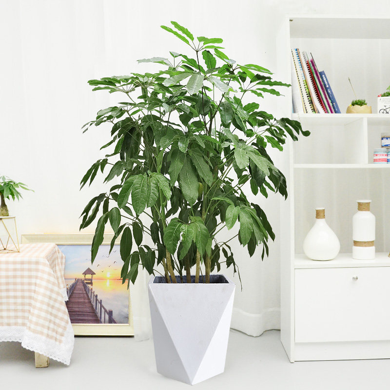 摇钱树 成都植物盆栽室内观叶花卉叶伞特盆栽常绿花卉绿植
