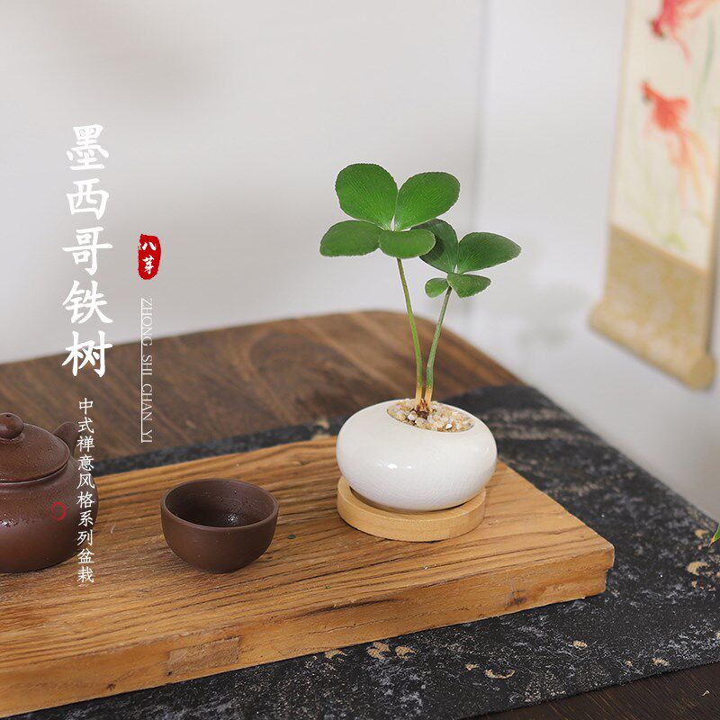 墨西哥铁盆栽迷你拇指绿植物室内桌花卉四季常青