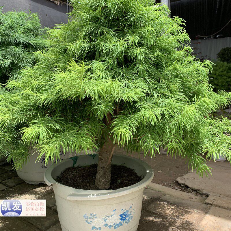 金钱松盆景 金钱松 掌上树桩常青 金钱松盆栽 微盆景素材苗