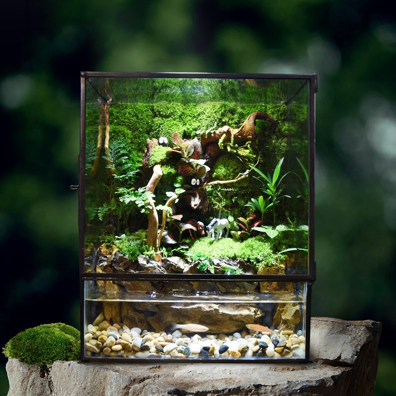 苔藓微景观水陆雨林缸生态瓶苔藓鲜活小盆栽植物森林造景成品养鱼