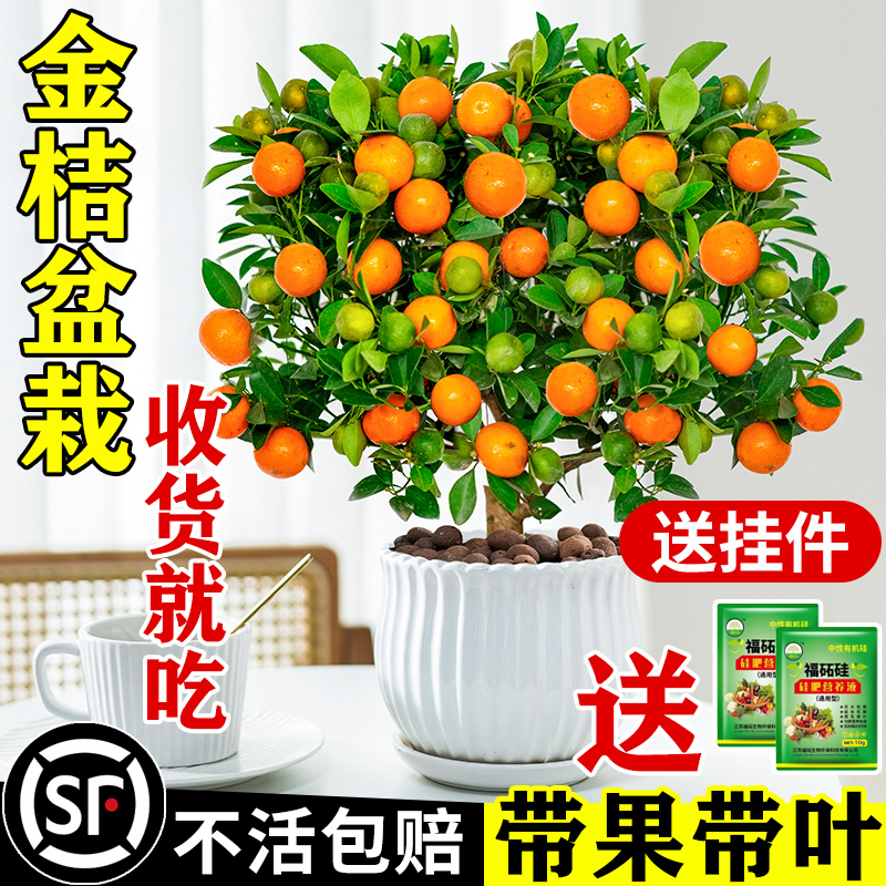 金桔树盆栽可食用带果脆皮四季橘子树苗客厅室内外驱蚊花卉绿植物