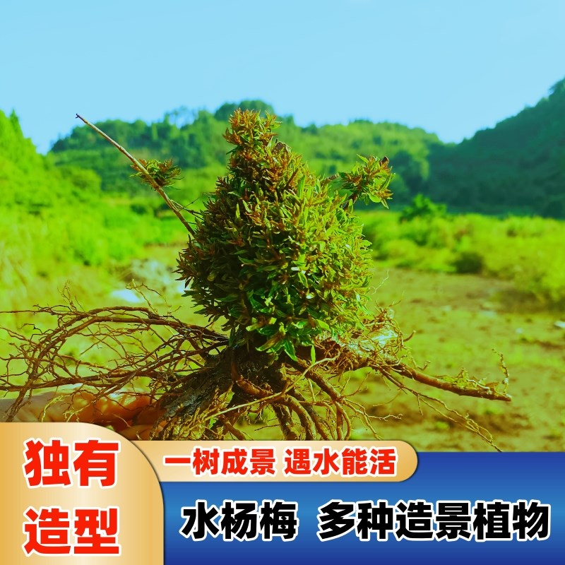 米叶水杨梅 各种 土培微型盆景 水培 鱼缸 造景缸植物。