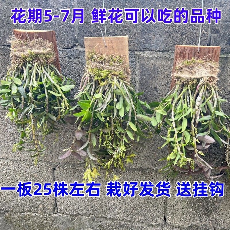 铁皮石斛兰 木板固定好发货 吊兰绿植铁皮石斛鲜条 可以吃的品种