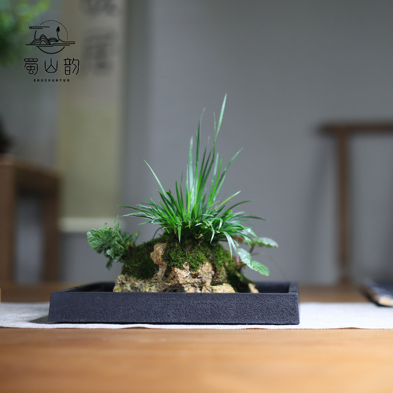 附石菖蒲小盆栽吸石室蕨类绿植苔藓微景观盆景培植物