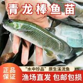 青龙棒鱼苗活体淡水原生鱼华鲮油棒子沉香鱼青衣鱼可观赏鱼可食用