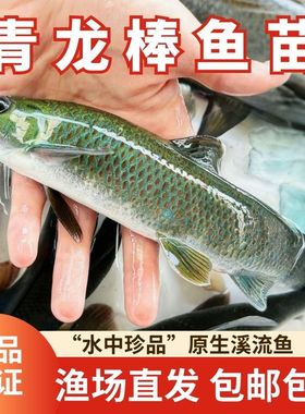 青龙棒鱼苗活体淡水原生鱼华鲮油棒子沉香鱼青衣鱼可观赏鱼可食用