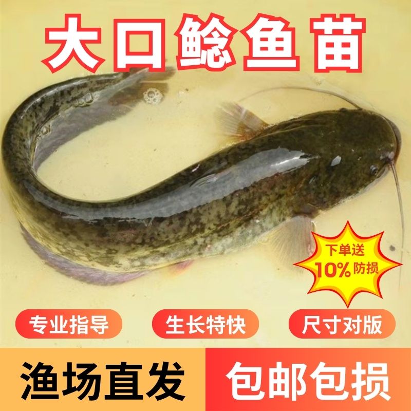 南方大口鲶鱼苗淡水养殖食用