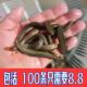 台湾泥鳅苗新鲜小泥鳅本地泥鳅活饵乌龟龙鱼宠物饲料泥鳅苗批发