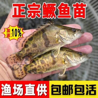 鳜鱼苗淡水桂花鱼苗顺丰包邮包活