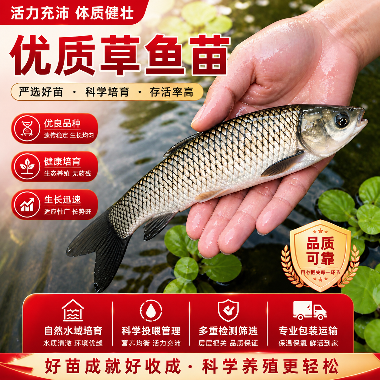 优质大草鱼苗冷水特大淡水养殖可食用半斤小草鱼皖鱼鲜活鱼苗批发