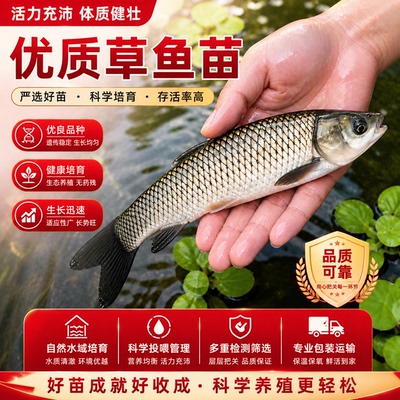 优质淡水养殖可食用草鱼苗批发