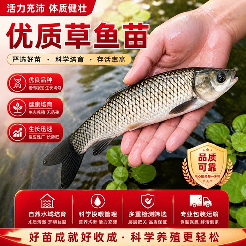 优质淡水养殖可食用草鱼苗批发