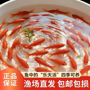 草金鱼观赏鱼小金鱼活鱼好养耐活龙鱼饲料鱼宠物冷水养殖小鱼新手