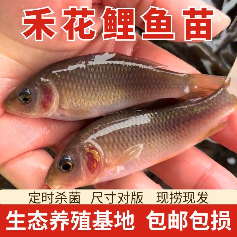 禾花鲤鱼苗稻香鲤田鲤荷花鲤鱼乌鲤淡水养殖观赏鱼可食用贵州渔场
