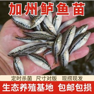 优质加州鲈鱼苗活体淡水养殖冷水观赏可食用凶猛路亚大口黑鲈鱼苗