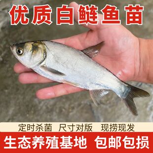 白鲢鱼苗跳链白莲鲢鱼净化水质花鲢鱼苗大头鱼苗草鱼青鱼白鲢花鲢