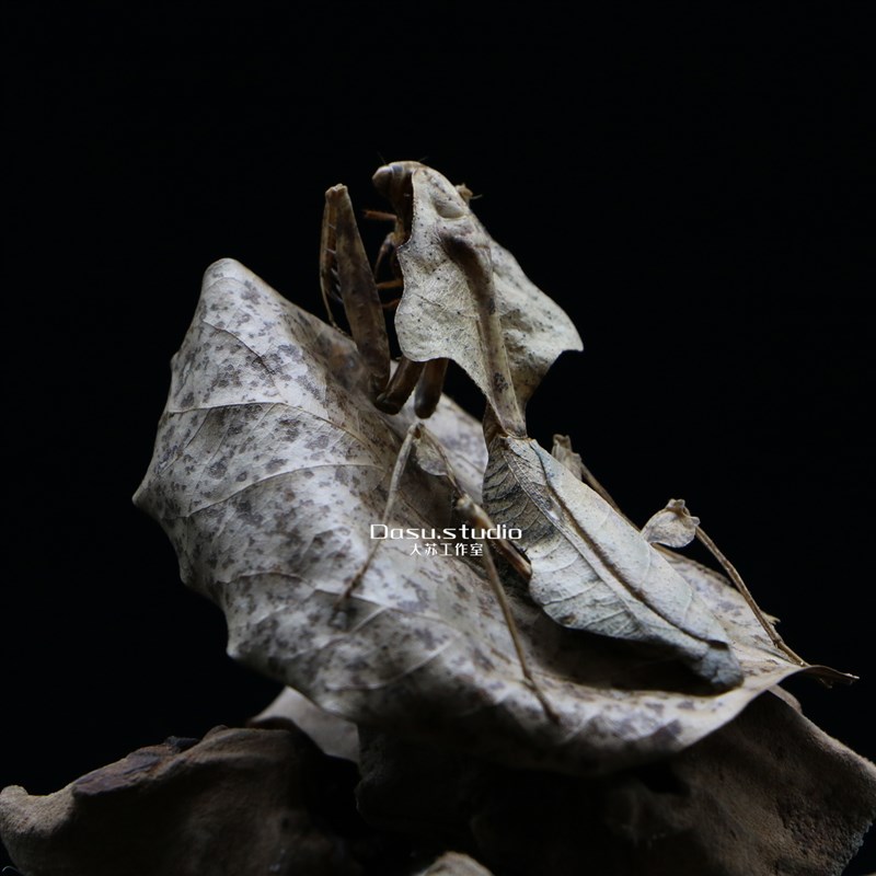 【病态枯叶】菱背枯叶螳螂拟态昆虫枯叶螳螂标本复古个性家居摆件