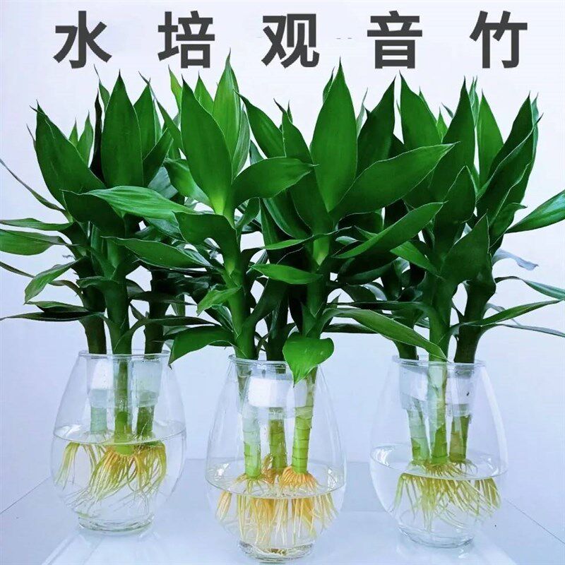 观音竹富贵竹养玻璃花瓶培荷花盆栽植物室内绿植花卉四季