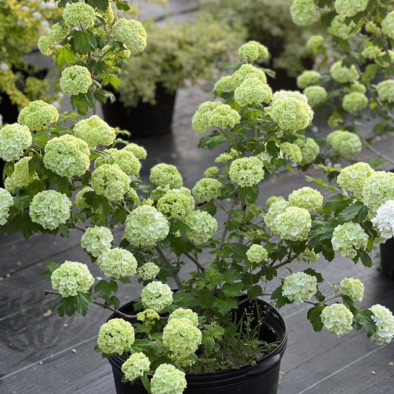 欧洲木绣球玫瑰阳台庭院楼顶栽种叶子和花都具有观赏价值特耐寒