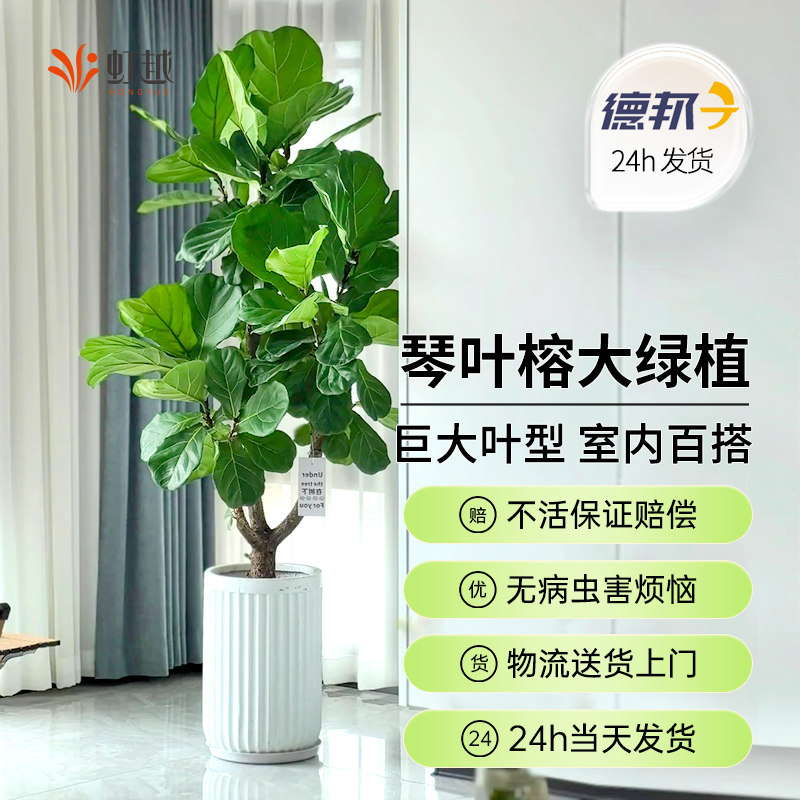琴叶榕绿植植物盆栽室内落地号叶琴叶榕树苗桩