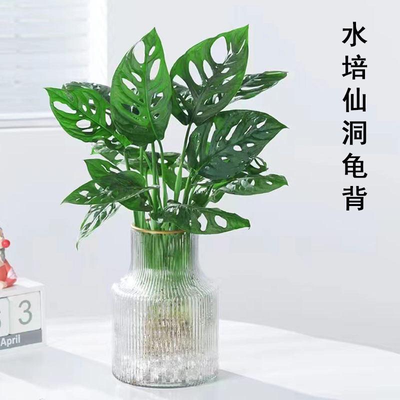 培仙洞龟背竹盆栽多孔爬藤室内喜阴植物花卉好养净化空气