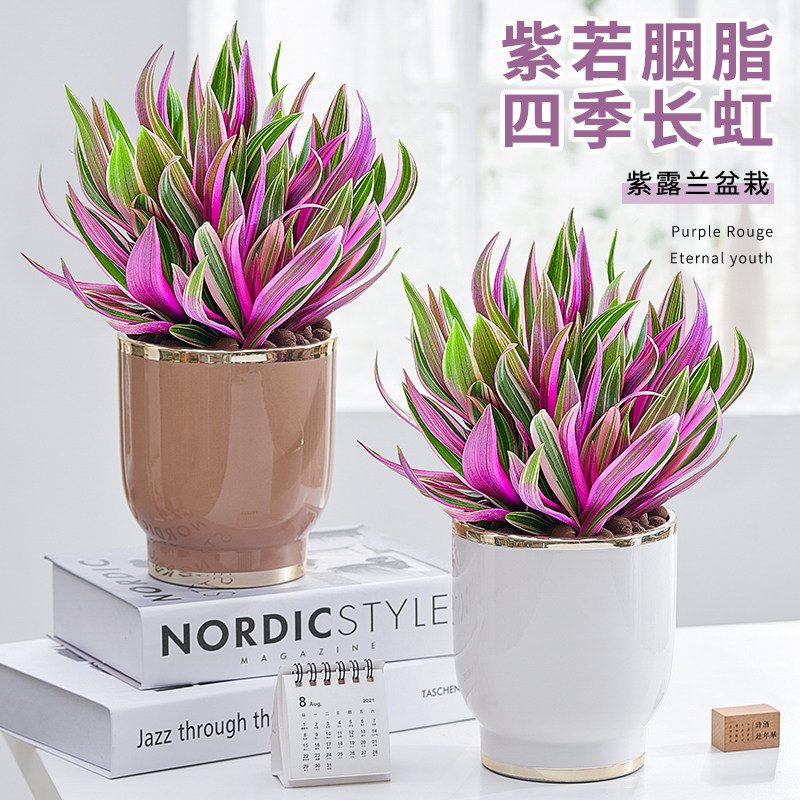 紫露兰盆栽室内植物花卉好养油画吊兰净化空气小绿植四季常青