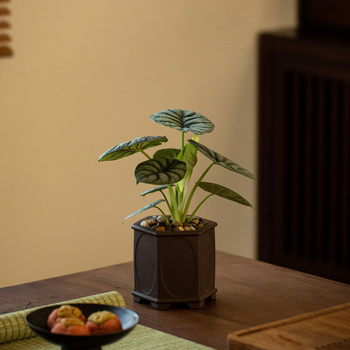 白犀牛盆栽室内龙鳞海芋植物可养绿植花卉净化空气