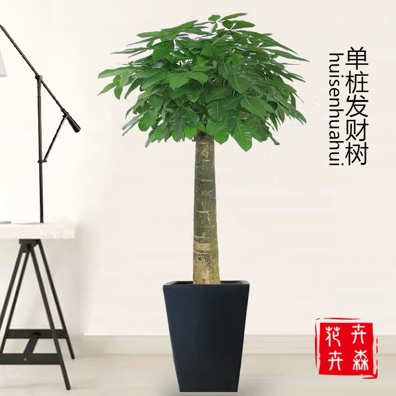 成都室内开业送花卉发财树盆栽易养活绿植净化空气