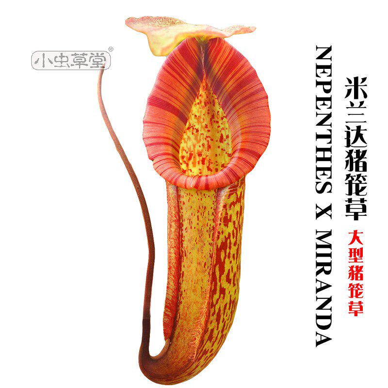 兰达猪笼草食虫植物盆栽食人花型超室内驱蚊含羞草巨捕苍蝇
