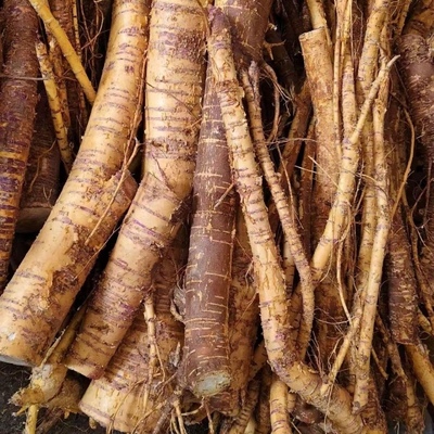 老桑树根泡酒煲汤泡水食用原料