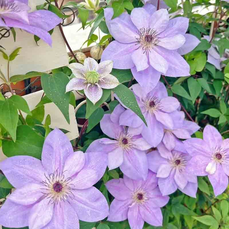 倒影铁线莲花盆栽爬藤植物大苗单瓣大花藤本花卉庭院无刺攀爬耐热