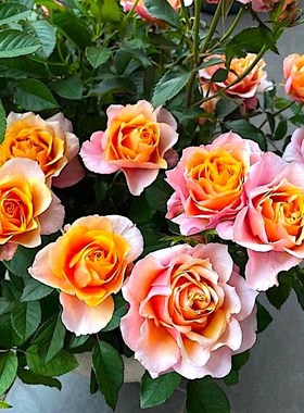 艾帕索阳台盆栽玫瑰庭院地栽大花微月抗病耐寒耐旱勤花分枝性好