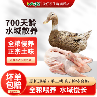 bozaijia麻鸭农家散养土鸭水鸭